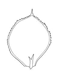 Calyptrochaeta flexicollis, ventral leaf. Drawn from A.J. Fife 6092, CHR 103470.
 Image: R.C. Wagstaff © Landcare Research 2017 